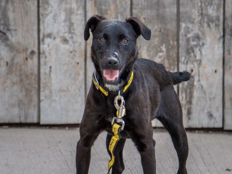 Maggie | Terrier (Patterdale) | Loughborough - 2