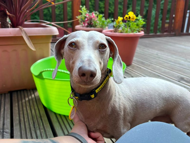 Waffle | Dachshund (Miniature Smooth Haired) | Bridgend (Wales) - 2
