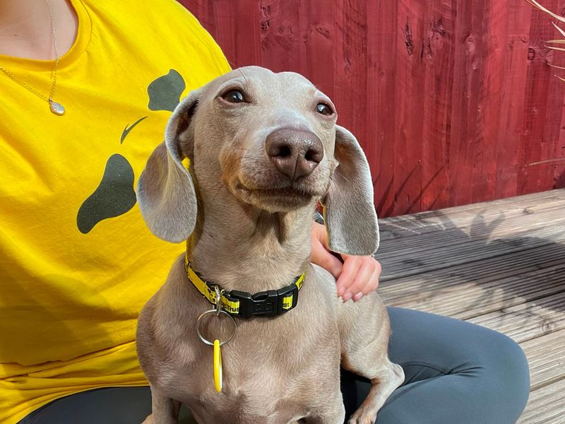 Dachshund Dogs And Puppies For Adoption