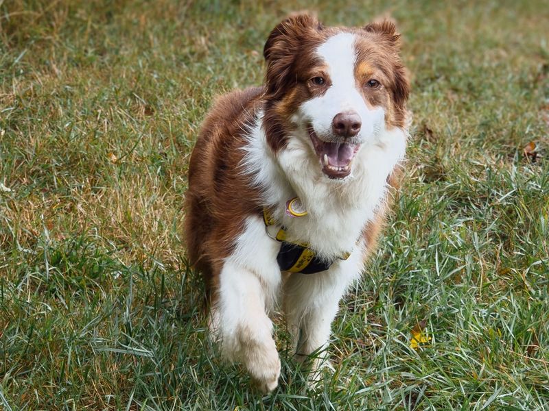 Florence | Collie (Border) | Kenilworth (West Midlands) - 7