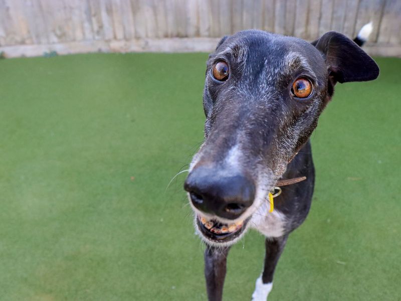 Maisie | Greyhound | Evesham (Worcestershire) - 4