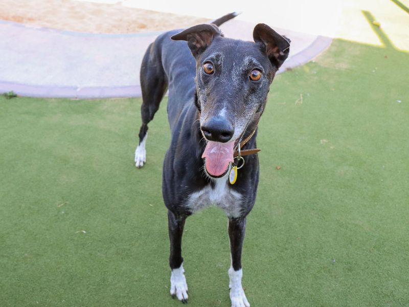 Maisie | Greyhound | Evesham (Worcestershire) - 7