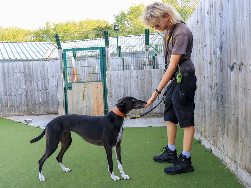 Maisie | Greyhound | Evesham (Worcestershire) - 3