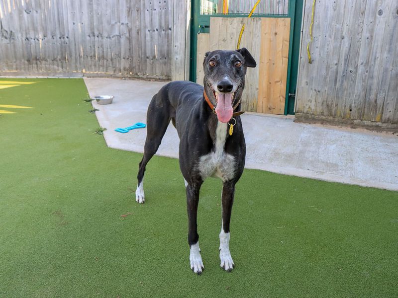 Maisie | Greyhound | Evesham (Worcestershire) - 2