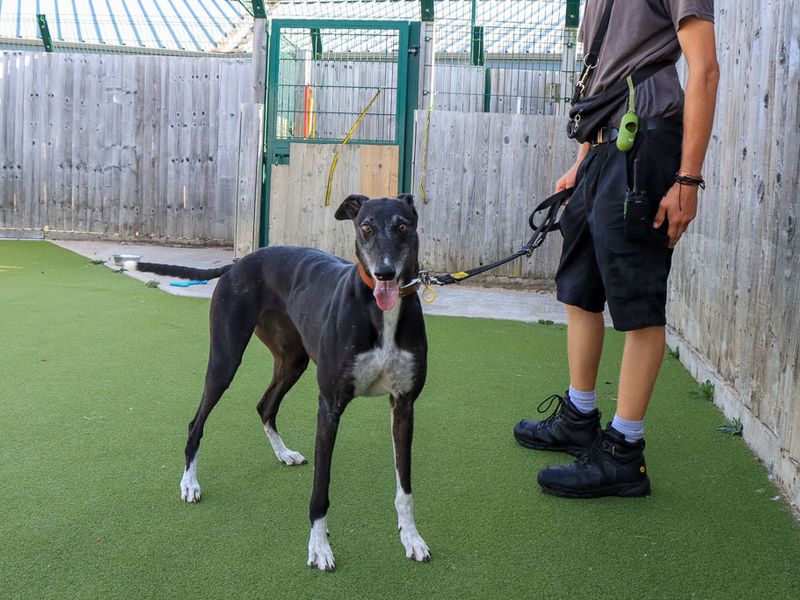 Maisie | Greyhound | Evesham (Worcestershire) - 5