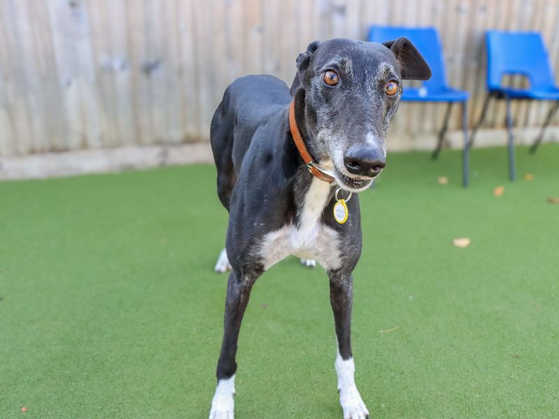 Maisie | Greyhound | Evesham (Worcestershire) - 6