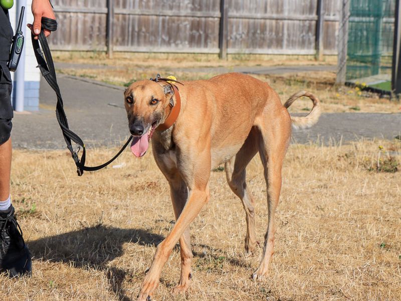 Greyhound Dogs And Puppies For Adoption
