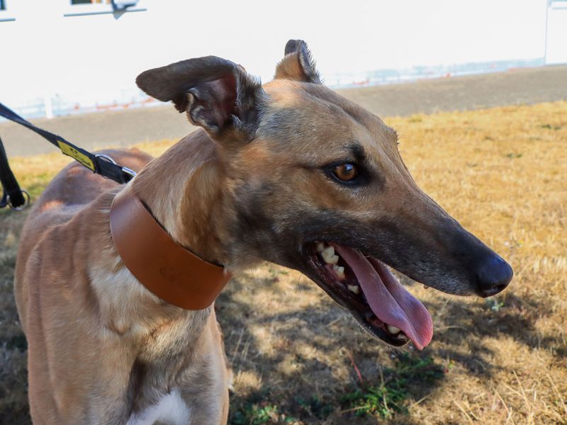Gigi | Greyhound | Evesham (Worcestershire) - 3