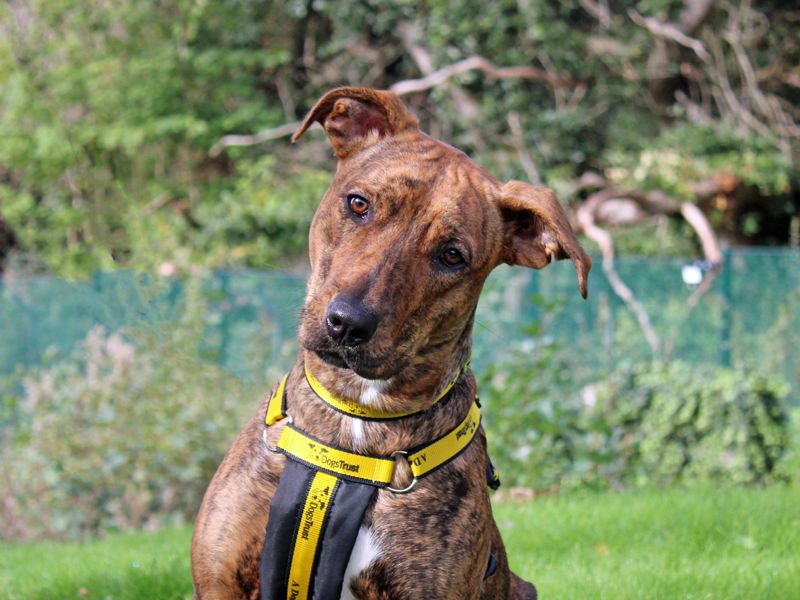 Cindy | Crossbreed | Merseyside (Liverpool) - 1