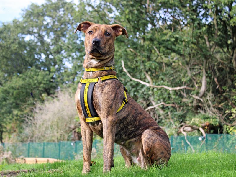Cindy | Crossbreed | Merseyside (Liverpool) - 2