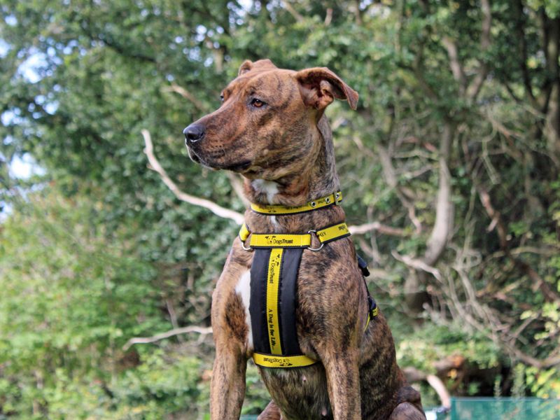 Cindy | Crossbreed | Merseyside (Liverpool) - 3