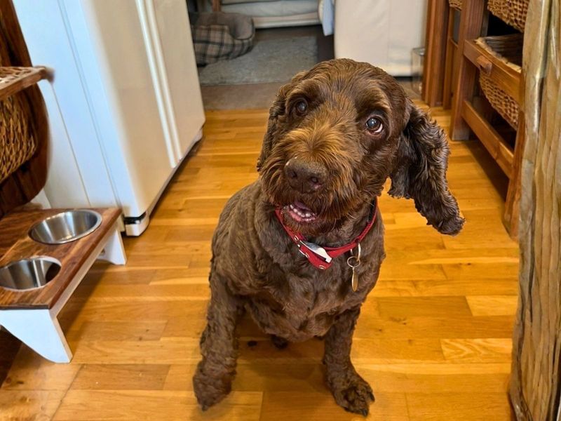 Teddie | Spaniel (Cocker) Cross | Salisbury (Wiltshire) - 1