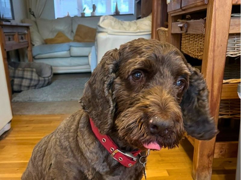 Teddie | Spaniel (Cocker) Cross | Salisbury (Wiltshire) - 3