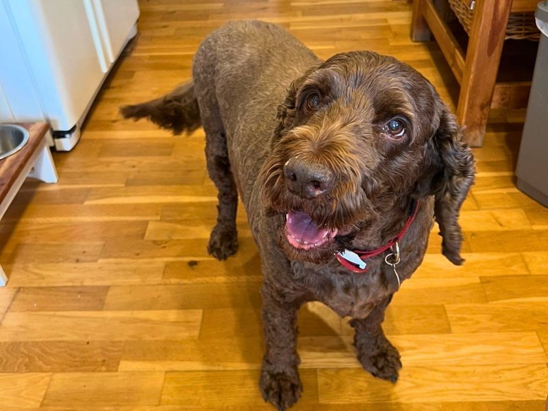 Teddie | Spaniel (Cocker) Cross | Salisbury (Wiltshire) - 2