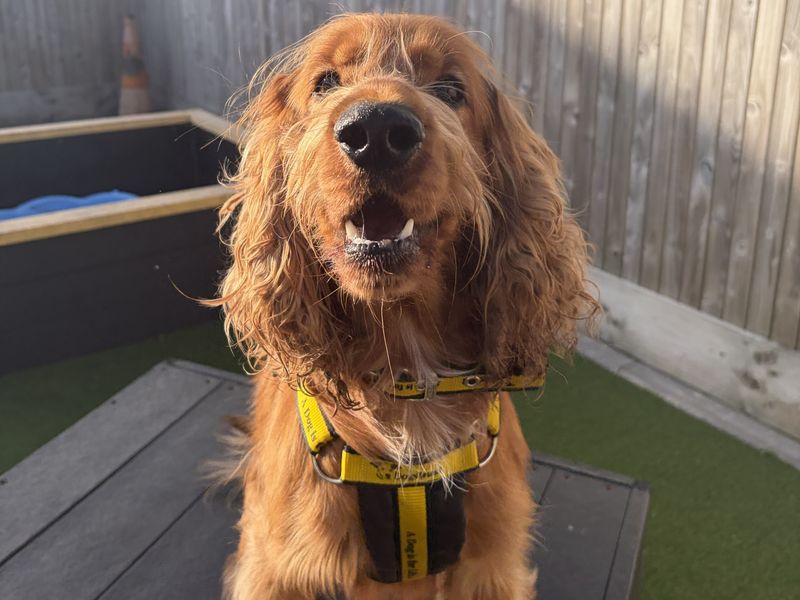 Bear | Spaniel (Cocker) | Ballymena (Northern Ireland) - 3