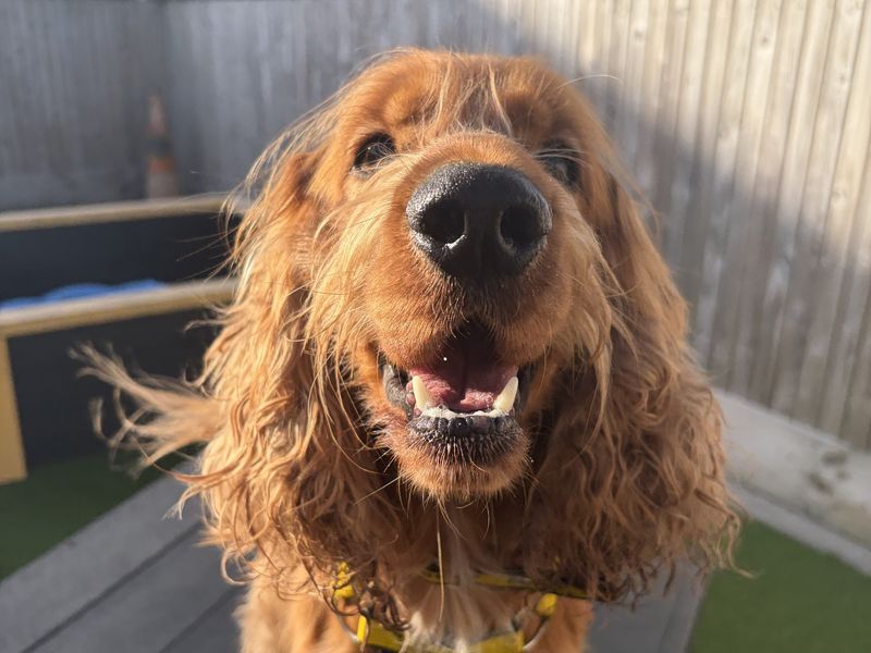 Bear | Spaniel (Cocker) | Ballymena (Northern Ireland) - 2