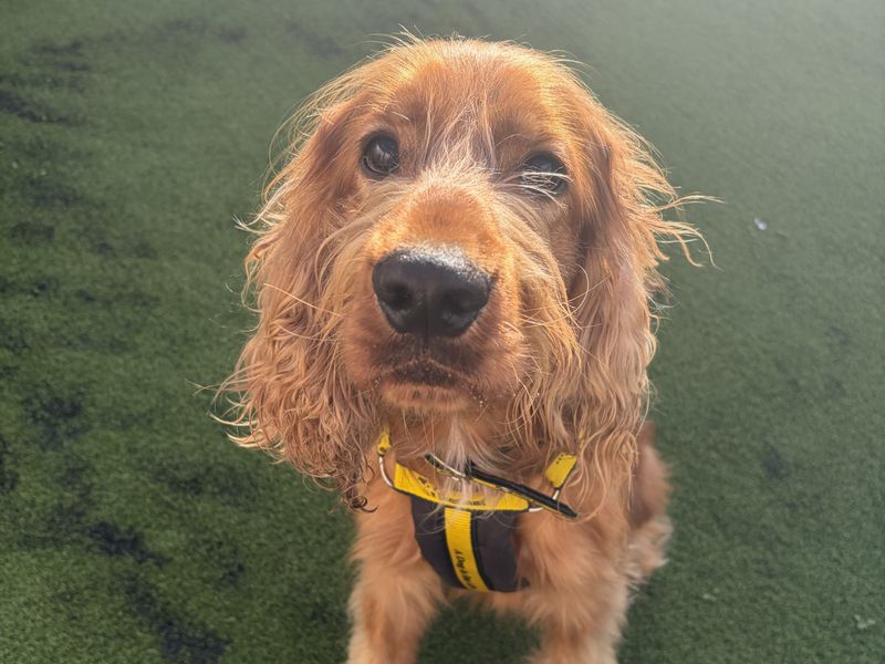 Bear | Spaniel (Cocker) | Ballymena (Northern Ireland) - 1