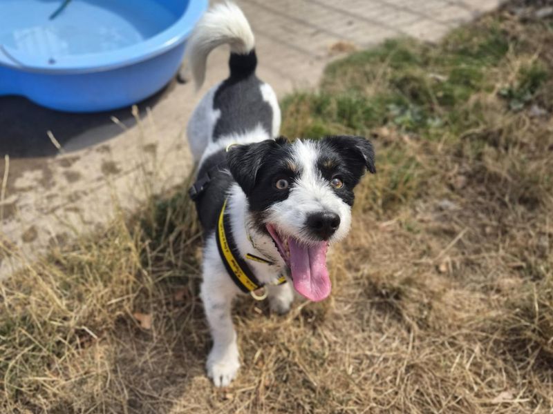 Rocco | Terrier (Patterdale) Cross | Cardiff - 1