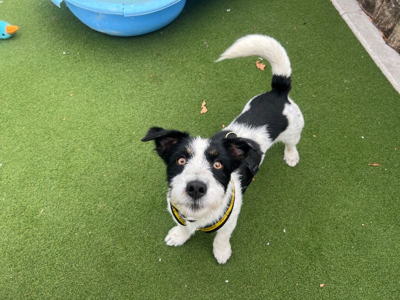 Rocco | Terrier (Patterdale) Cross | Cardiff - 2