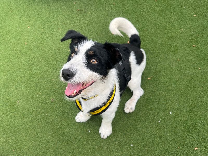 Rocco | Terrier (Patterdale) Cross | Cardiff - 3