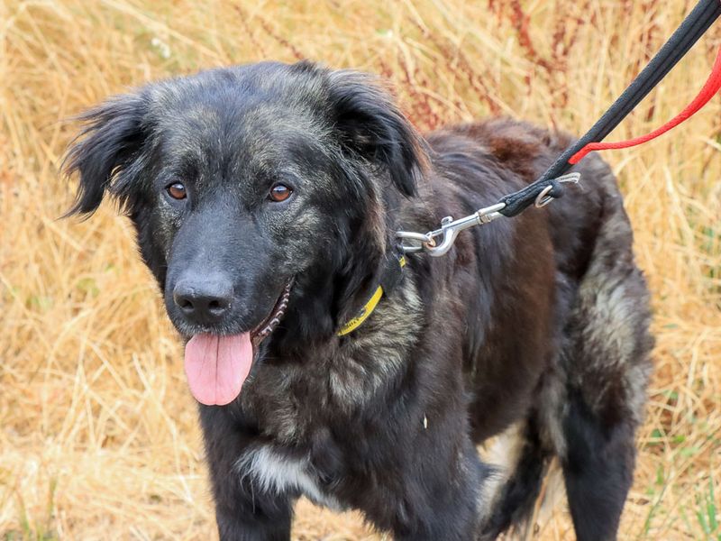 Matilda | Caucasian Shepherd Dog Cross | Evesham (Worcestershire) - 1