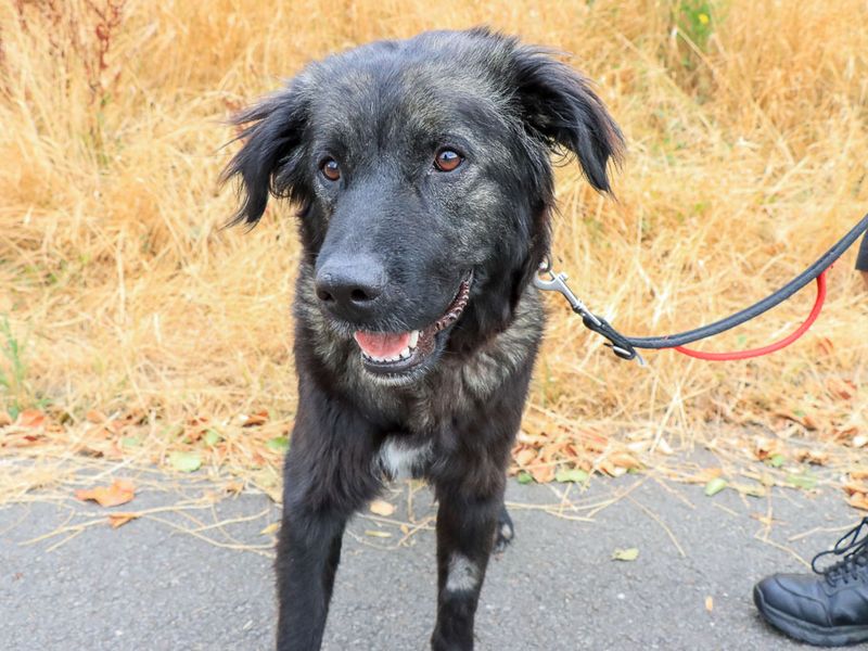 Matilda | Caucasian Shepherd Dog Cross | Evesham (Worcestershire) - 2