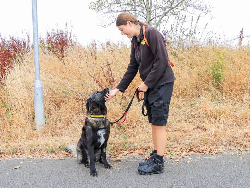 Matilda | Caucasian Shepherd Dog Cross | Evesham (Worcestershire) - 3