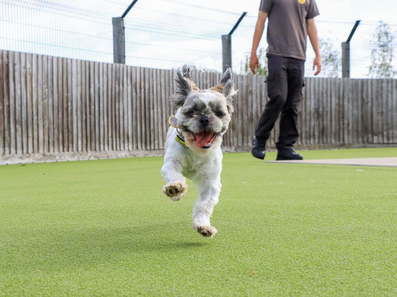 Cashew | Shih Tzu | Evesham (Worcestershire) - 2