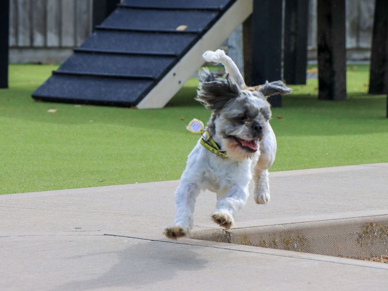 Cashew | Shih Tzu | Evesham (Worcestershire) - 4