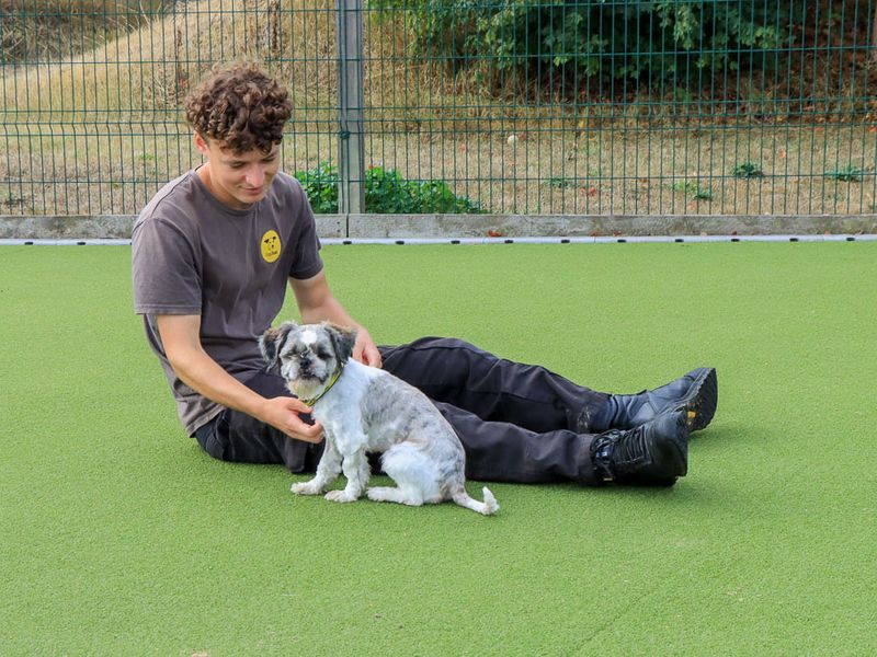Cashew | Shih Tzu | Evesham (Worcestershire) - 6