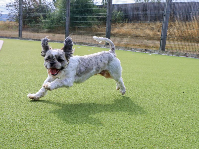 Cashew | Shih Tzu | Evesham (Worcestershire) - 3