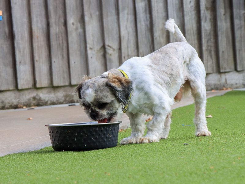 Cashew | Shih Tzu | Evesham (Worcestershire) - 5