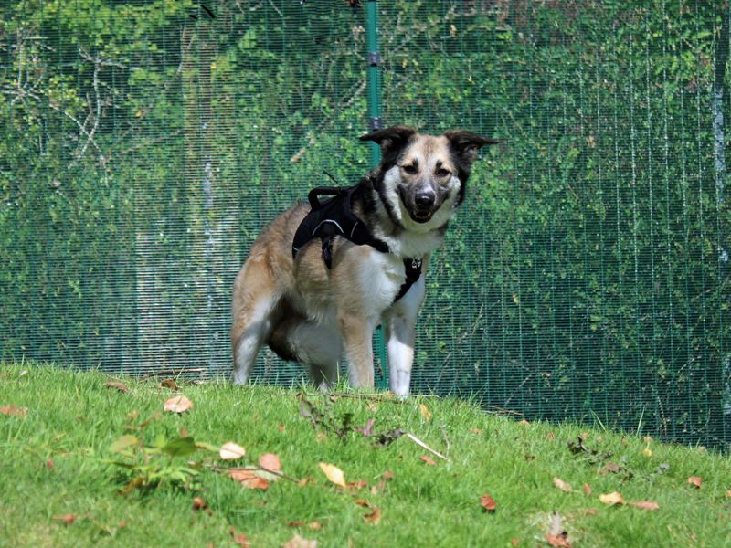 Bonnie | Crossbreed | Merseyside (Liverpool) - 3