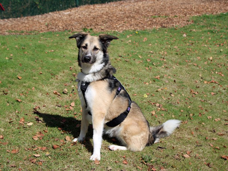 Bonnie | Crossbreed | Merseyside (Liverpool) - 2