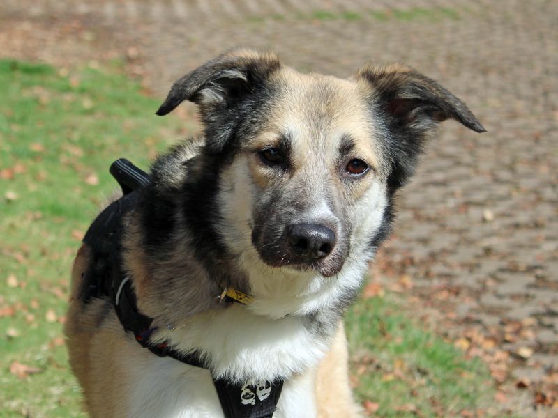 Bonnie | Crossbreed | Merseyside (Liverpool) - 1