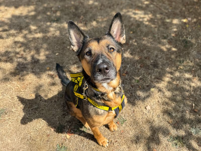 Angel | German Shepherd Dog | Basildon (Essex) - 2