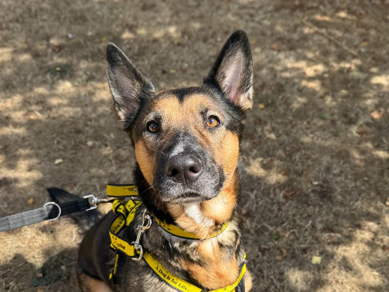 Angel | German Shepherd Dog | Basildon (Essex) - 1