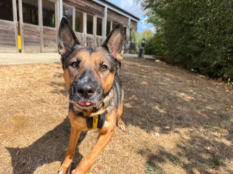 Angel | German Shepherd Dog | Basildon (Essex) - 3