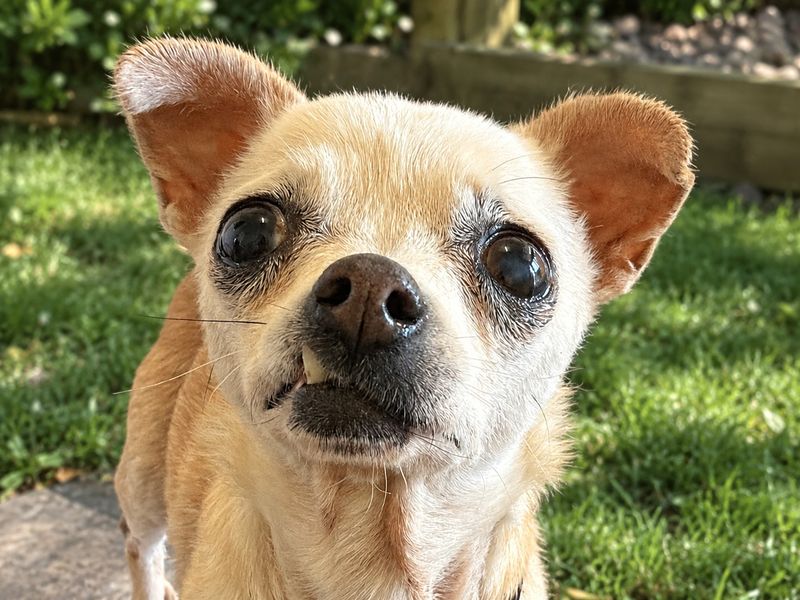 Honey | Chihuahua (Smooth Coat) | Basildon (Essex) - 2