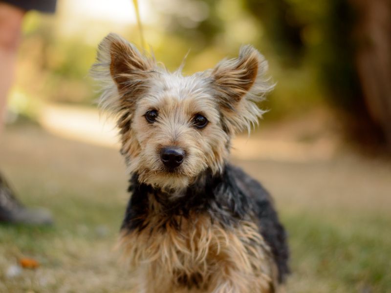Bailey | Terrier (Yorkshire) | Kenilworth (West Midlands) - 3
