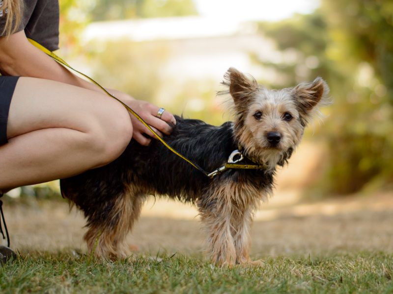 Bailey | Terrier (Yorkshire) | Kenilworth (West Midlands) - 2
