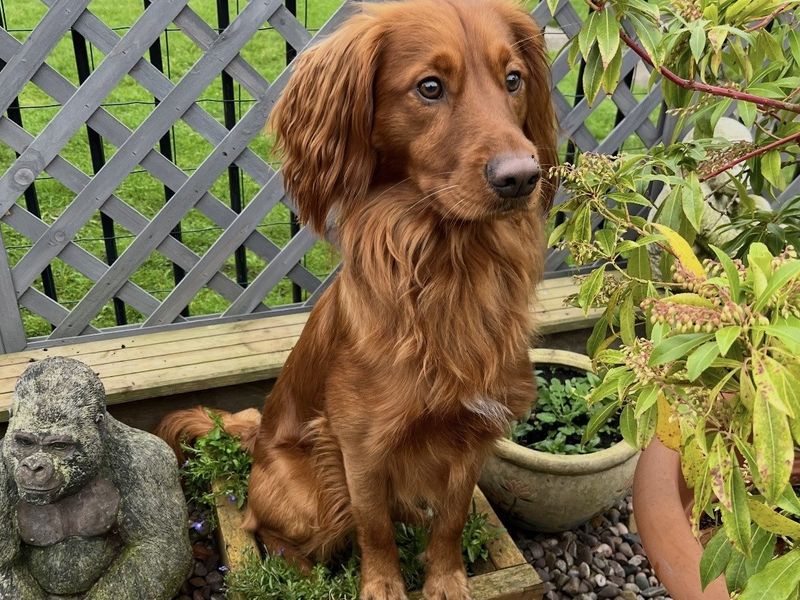 Otis | Spaniel (English Springer) Cross | Shrewsbury (Shropshire) - 1