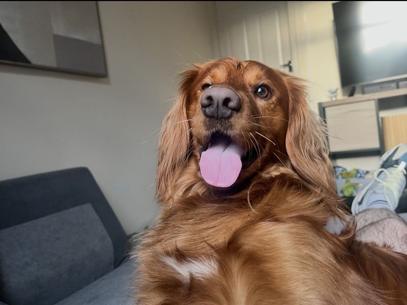 Otis | Spaniel (English Springer) Cross | Shrewsbury (Shropshire) - 4