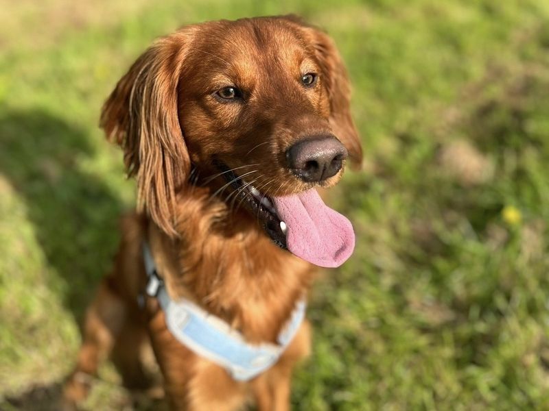 Otis | Spaniel (English Springer) Cross | Shrewsbury (Shropshire) - 5