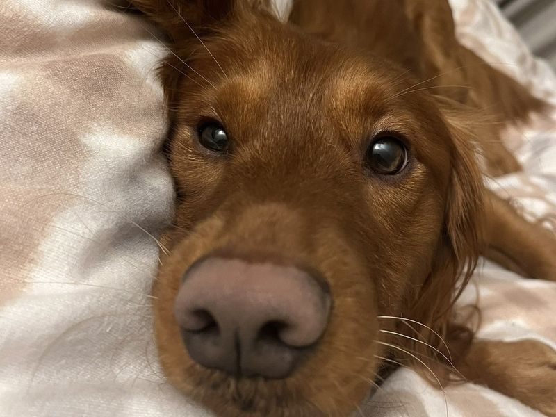 Otis | Spaniel (English Springer) Cross | Shrewsbury (Shropshire) - 2