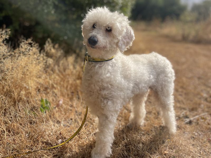 Zsazsa | Poodle (Miniature) | Basildon (Essex) - 1