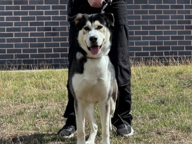 Alaskan Malamute Dogs And Puppies For Adoption