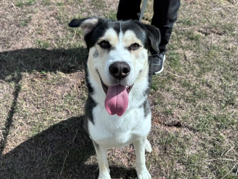 Tyson | Siberian Husky Cross | Evesham (Worcestershire) - 3