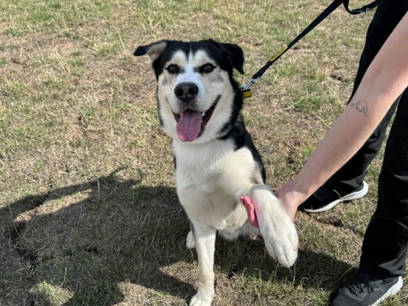 Tyson | Siberian Husky Cross | Evesham (Worcestershire) - 2