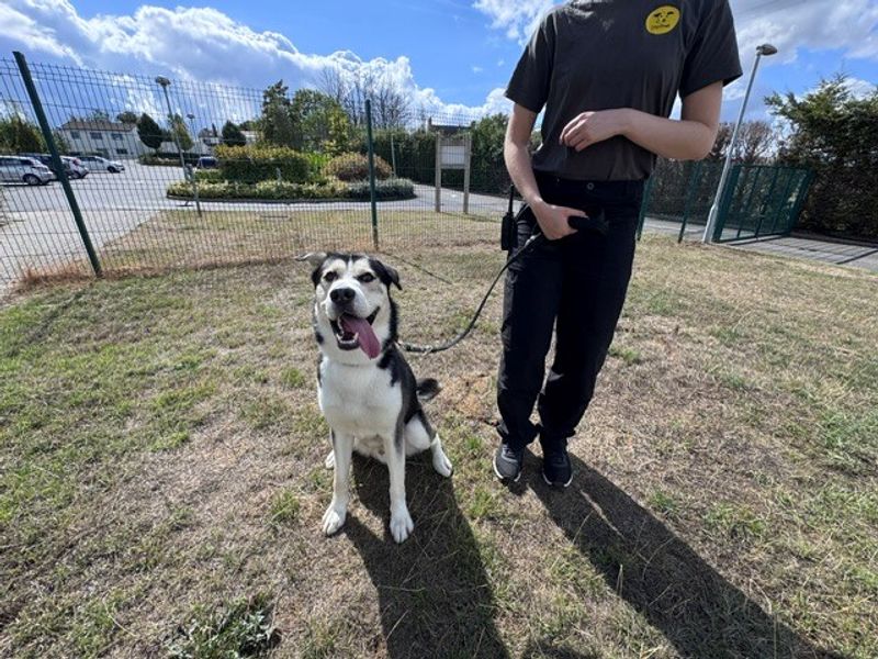Tyson | Siberian Husky Cross | Evesham (Worcestershire) - 4